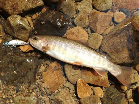 夏のアマゴは難しい